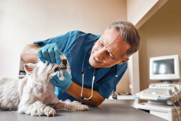 Best 24-Hour Emergency Dental Care in Martsville, IN